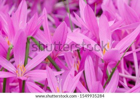 Similar – Image, Stock Photo Autumn crocus, Colchicum, autumnale