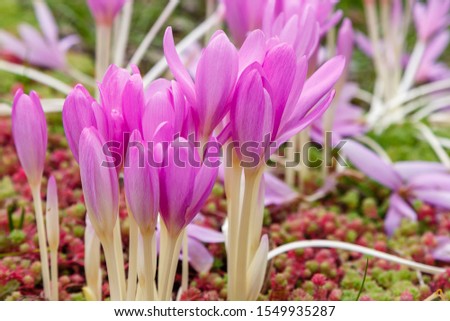 Similar – Image, Stock Photo PURPLE FLOWER Autumn