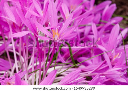 Similar – Image, Stock Photo Autumn crocus, Colchicum, autumnale