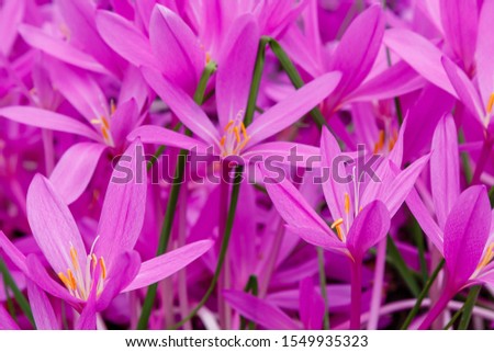 Similar – Image, Stock Photo Autumn crocus, Colchicum, autumnale