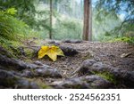 An autumn-colored maple leaf on the hiking trail