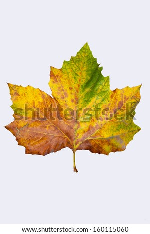 autumnleaf