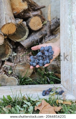 Autumnmal concept with logs, a woman's hand holding a bunch of grapes and an old wooden frame, shot outdoor