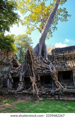 Autumn's marvel: Monstrous roots of a ficus tree entwined with Khmer Empire ruins in Cambodia.