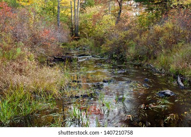 Autumn's Paintbrush Enhances A Stream At Gouldsboro State Park In Pennsylvania 