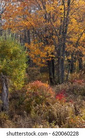 Autumn's Paintbrush   Gouldsboro State Park In Pennsylvania