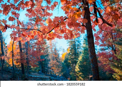 Autumn/Thanksgiving Post Card. Colorful, Backlit Red Maple Branch, Beautiful Bright Autumn In The Forest. Mogollon Rim, Forest Service Rd 300. Payson, Arizona, USA. Best Place To See Maple Colors.