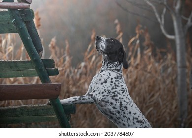 Auvergne Pointing Dog In Forest