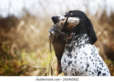 Duck Hunting Dog Images Stock Photos Vectors Shutterstock