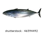 Auxis thazard saltwater frigate tuna fish isolated on white