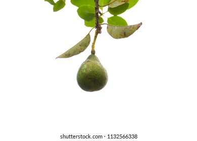 Avacado On The Tree