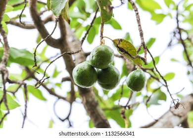 Avacado On The Tree