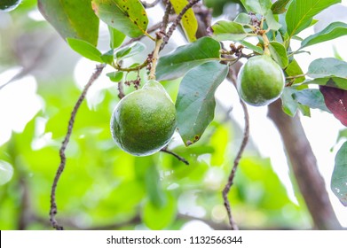 Avacado On The Tree