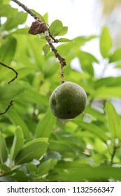 Avacado On The Tree