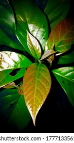 Avacado Tree In Night Mode