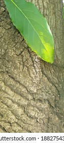 Avacado Tree, Sun Rays From Behind The Leaf