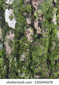 Avacado Tree Trunk Covered With Moss