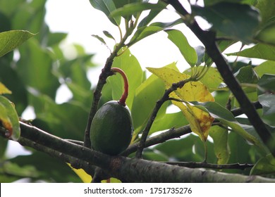 AVACADO Waiting In The Tree