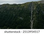 Avalanche Chute Cuts Through Thick Forest In Mount Rainier National Park