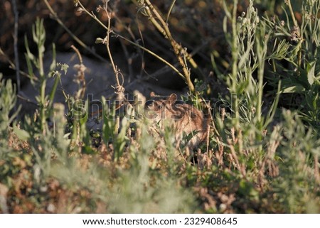 Ave river rat disguised between the vegetation from the riverbank looking for food, north of Portugal