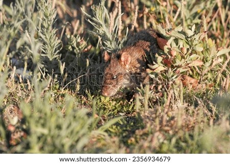 Ave river rat disguised between the vegetation from the riverbank looking for food, north of Portugal