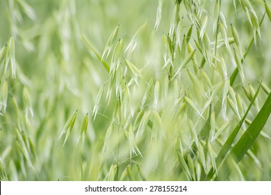 Avena Green Field