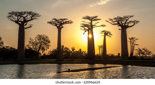 Avenue Of The Baobabs