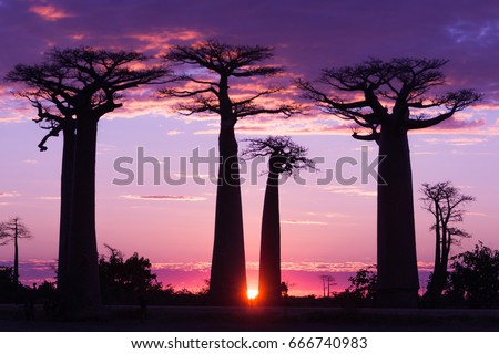 Avenue of baobabs,  magenta and purple  sunset , Madagascar