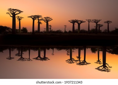 Avenue of the Baobabs Morondava