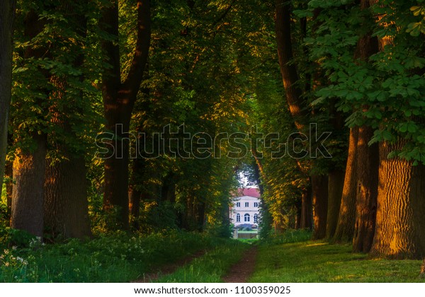 Avenue Chestnut Trees Beautiful Evening Light Stock Photo Edit