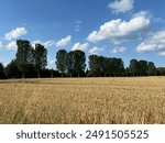 Avenue of elms by a cornfield in summer