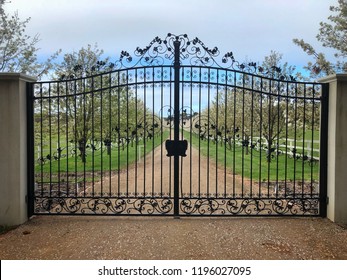 Avenue of flowering trees along the gravel driveway of a country property.  Viewed through black wrought-iron gates.