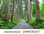 Avenue of Giant Cedar Trees at Togakushi Shrine During Summer in Nagano Prefecture