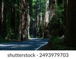 The Avenue of the Giants winds through ancient old growth redwoods in Humboldt Redwoods State Park near the town of Pepperwood in Humboldt County.