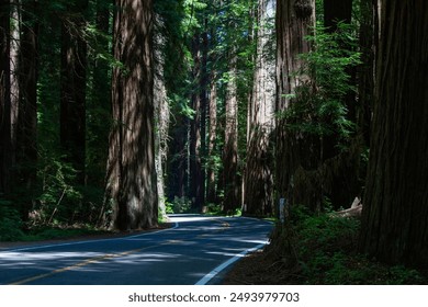 The Avenue of the Giants winds through ancient old growth redwoods in Humboldt Redwoods State Park near the town of Pepperwood in Humboldt County.