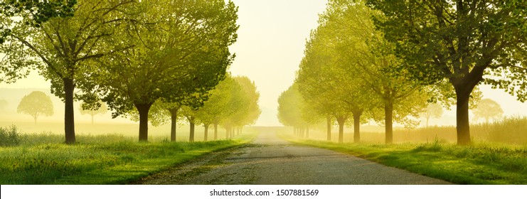 Avenue of Linden Trees touched by the morning sun, Tree Lined Road through beautiful green Spring Landscape - Powered by Shutterstock