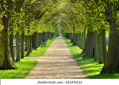 Avenue Linden Trees Tree Lined Footpath Stock Photo 631476113 ...