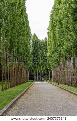 Avenue of poplar trees in Treptower park, Berlin, Germany. 