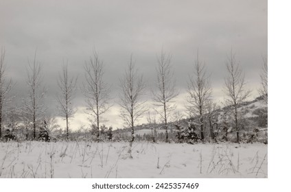 avenue of snow - covered trees - Powered by Shutterstock
