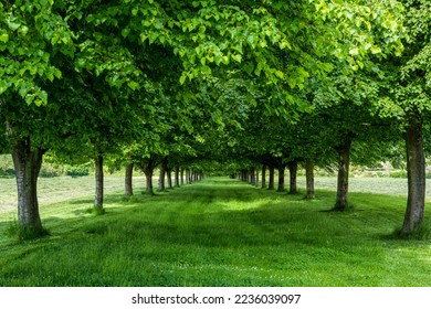 Avenue of spring trees showing perspective