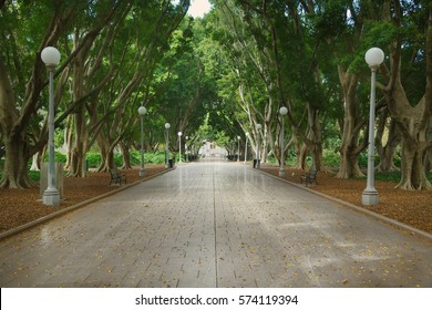 Avenue In Sydney Hyde Park