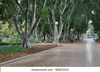 Avenue In Sydney Hyde Park