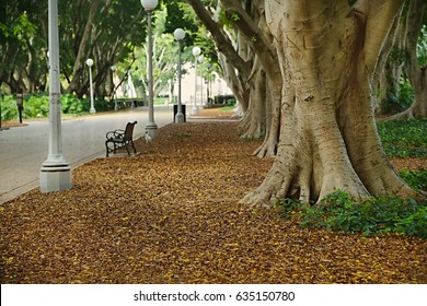 Avenue In Sydney Hyde Park