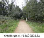 Avenue of Trees