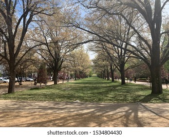 An Avenue Of Trees At The Australian National University, Canberra, ACT, Australia