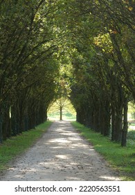 An Avenue With Trees On Both Sides And The Picture Has A Vanishing Point. 