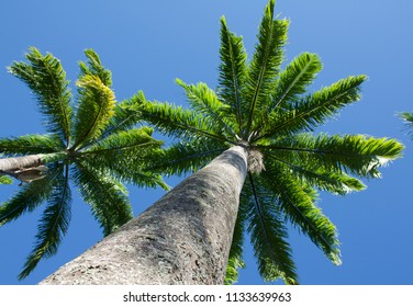 Avenues Of Palm Trees - Roystonea Regia ( Commonly Known As The Cuban Royal Palm Or The Florida Royal Palm) - Photographed Against A Brilliant Blue Sky   