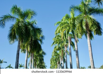 Avenues Of Palm Trees - Roystonea Regia ( Commonly Known As The Cuban Royal Palm Or The Florida Royal Palm) - Photographed Against A Brilliant Blue Sky   