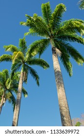 Avenues Of Palm Trees - Roystonea Regia ( Commonly Known As The Cuban Royal Palm Or The Florida Royal Palm) - Photographed Against A Brilliant Blue Sky   