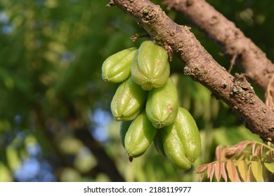 Averrhoa Bilimbi Commonly Known Bilimbi Cucumber Stock Photo 2188119977 ...